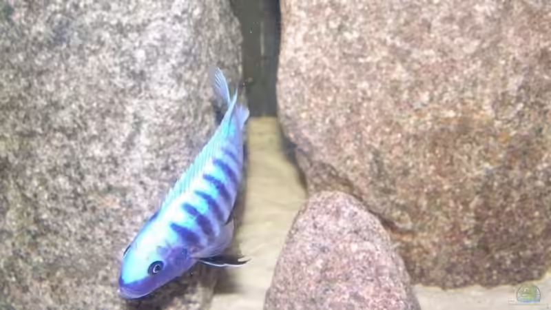 Maylandia zebra makonde Männchen von Maik83 (41)