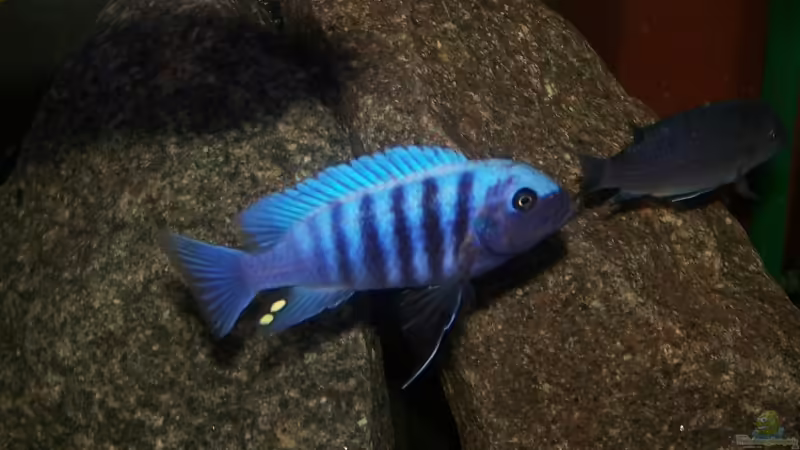 Maylandia zebra makonde Männchen von Maik83 (8)