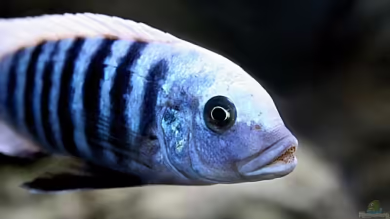 Maylandia zebra Manda M von Nivus (15)