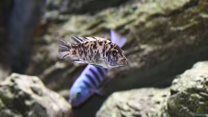 Maylandia zebra Manda W und M von Nivus (11)