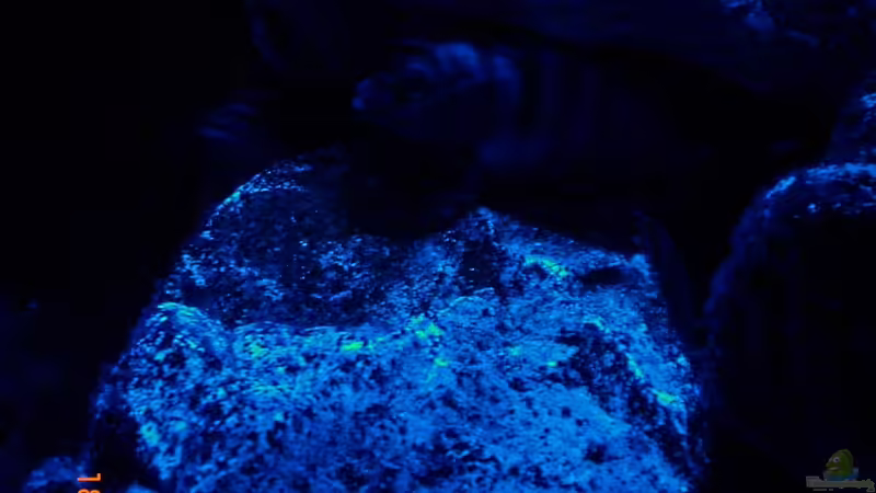 Maylandia Zebra Red Top , bei Nacht   von Thomas Dietrich (19)