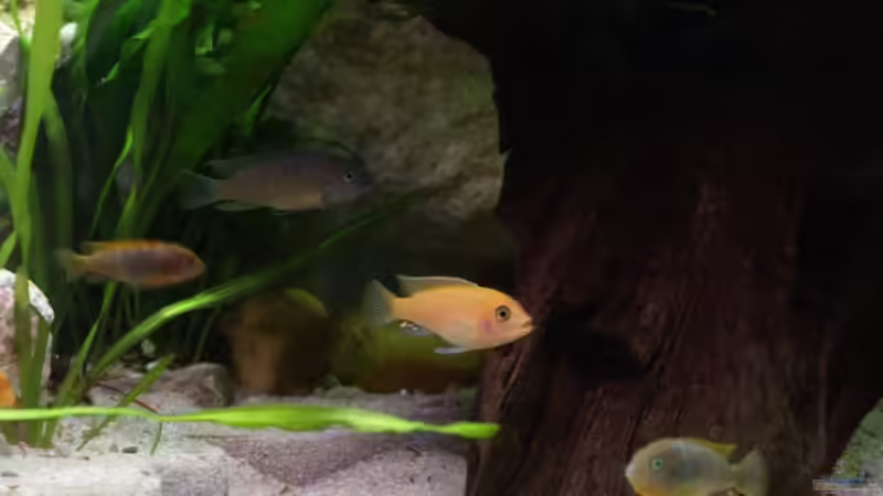 Mbuas von Thomas Rengier (20)