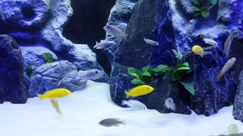 Mbuna - mix von Chrille1904 (9)