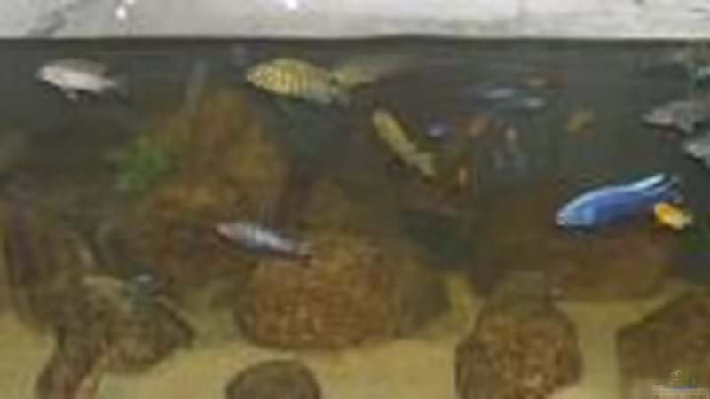 Mbuna-Aquarium von daniel5 (1)