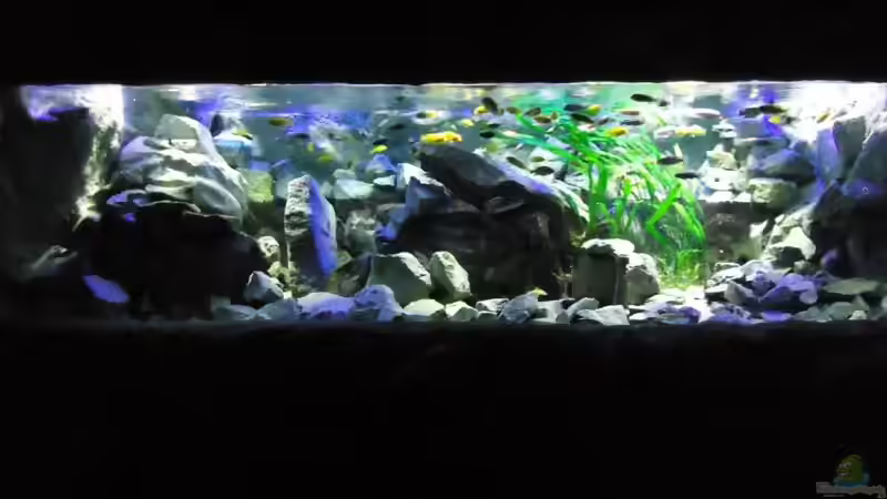 Mbuna Bay of Darkness von Mbuna Mick (1)