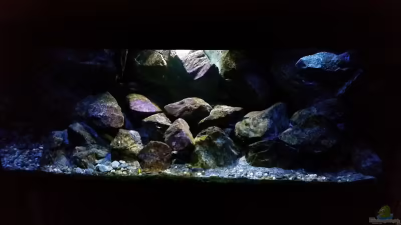 Mbuna-Bay von Adriano Scholtes (1)