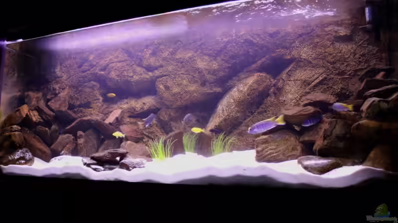 Mbuna Becken (VERKAUFT) von Vidi (1)