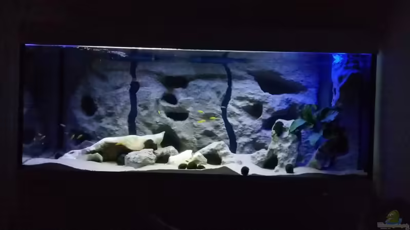 Mbuna-Becken von B.R. (1)