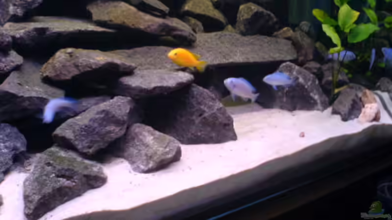 Mbuna Gruppe von Andreas Odenweller (19)