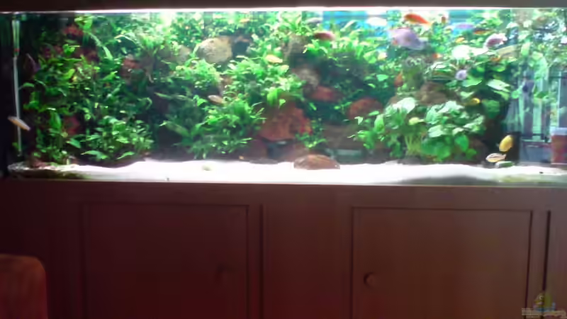 Mbuna Island von Dennis Feldhaus (1)