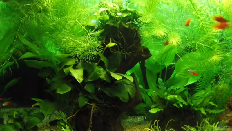 Mbuna mit Anubias von aquatommy (12)