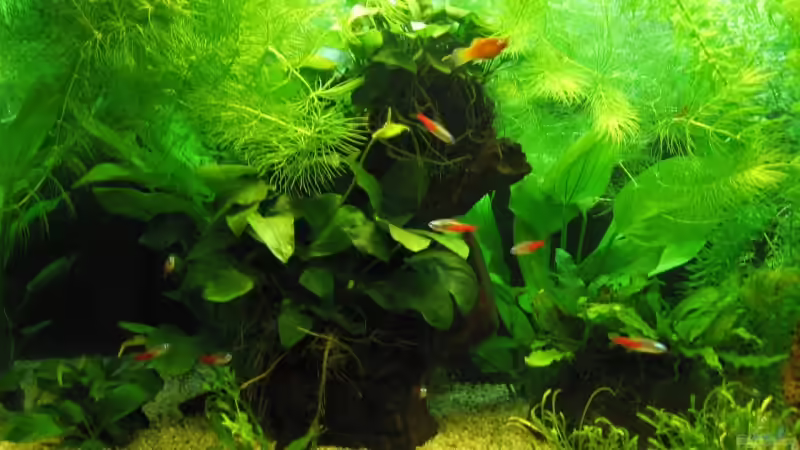 Mbuna mit Anubias von aquatommy (13)