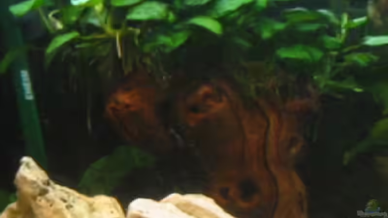 Mbuna Pflanzen von Joerg Sommer (3)