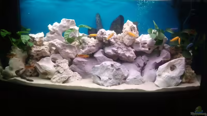 mbuna2 von Malawi1 (2)