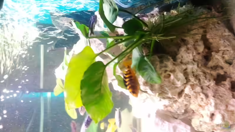 mbuna4 von Malawi1 (4)