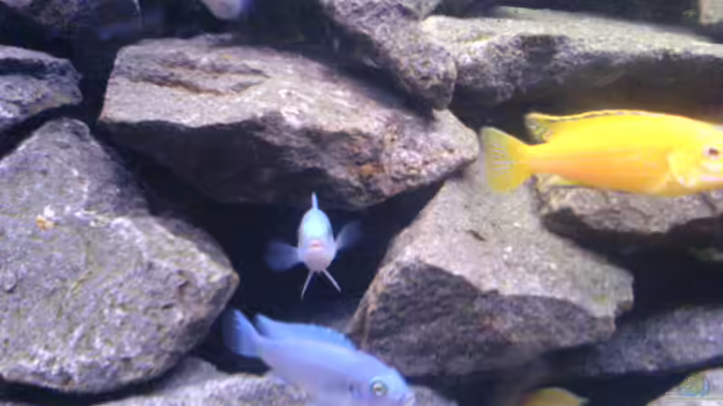 Mbunas beim Versteckspiel von Andreas Odenweller (16)