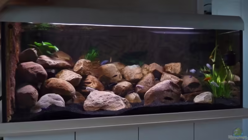 Mbunas Paradise von Chimbwe (1)