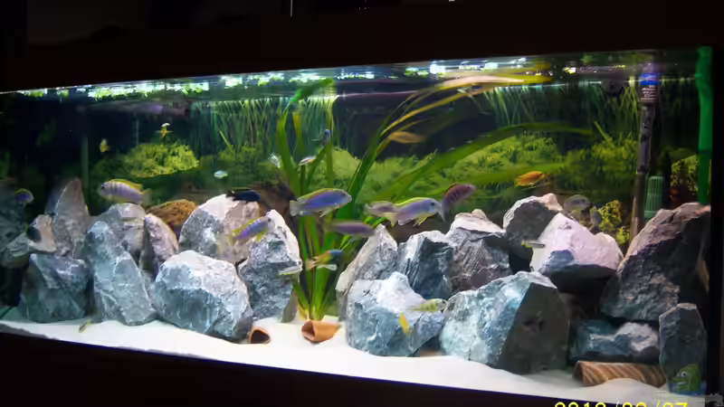 Mbunas Rocks von 47 Malawi (1)