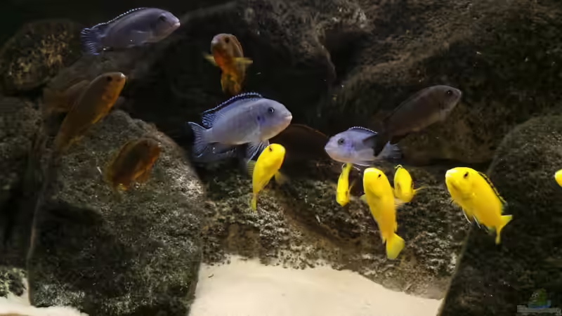 Mbunas von Malawikrabbe (4)