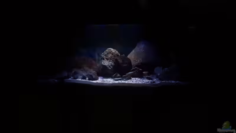 MbunaTown von Dennis Wulf (1)