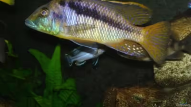 Mchuse von exodus73 (12)