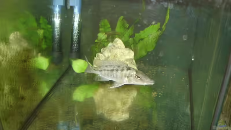 Mchuse WF Weibchen von exodus73 (26)