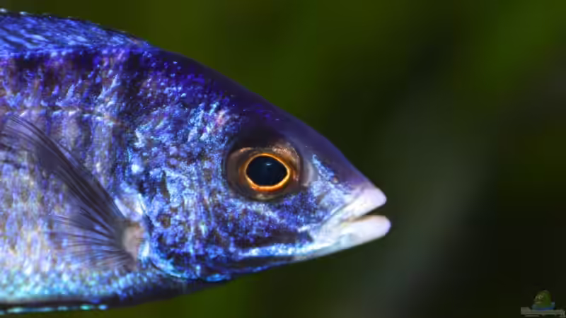 Mdoka Kopf von Cruiser Bruno (115)