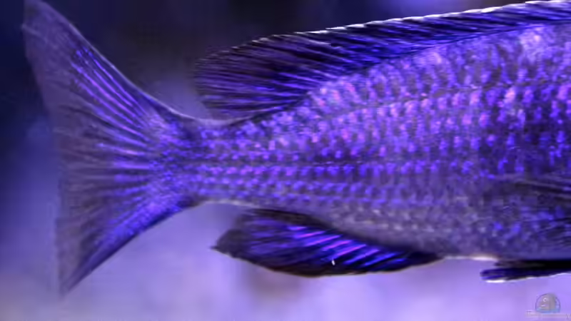 Mdoka Mann oder Frau? Bild 1 von Cruiser Bruno (119)