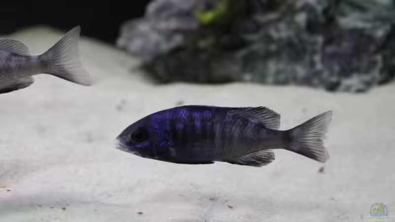 Mdoka von Vision112 (35)