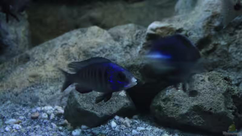 mdoka white lips  von skipper1202 (61)