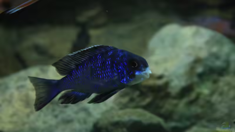 mdoka white lips  von skipper1202 (62)