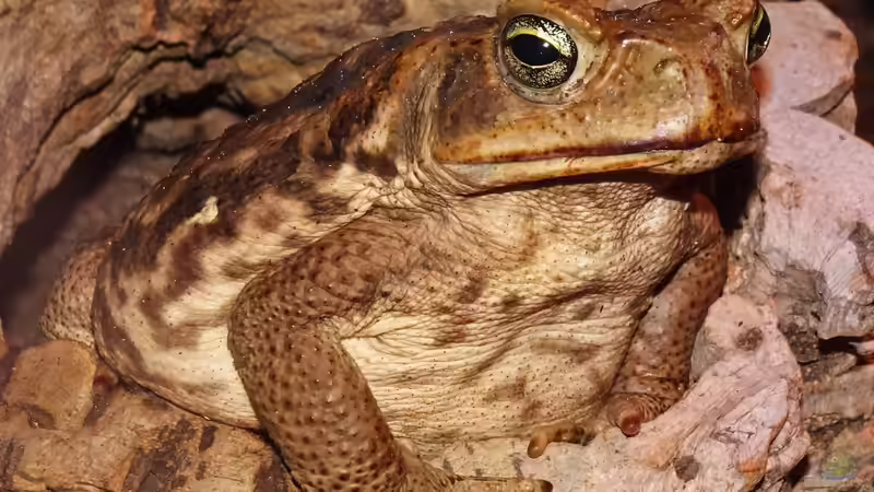 Mechthild, die Baumsteigerkröte von Cichliden-Kabuff (1)