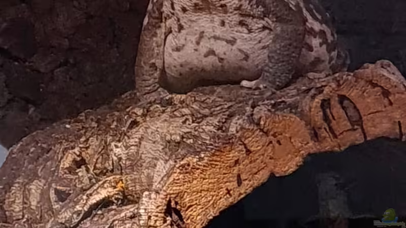 Mechthild hält Ausschau nach Hüpferlingen von Cichliden-Kabuff (19)