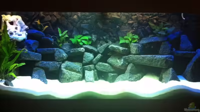 Meckels Malawi Tank von Meckel (1)