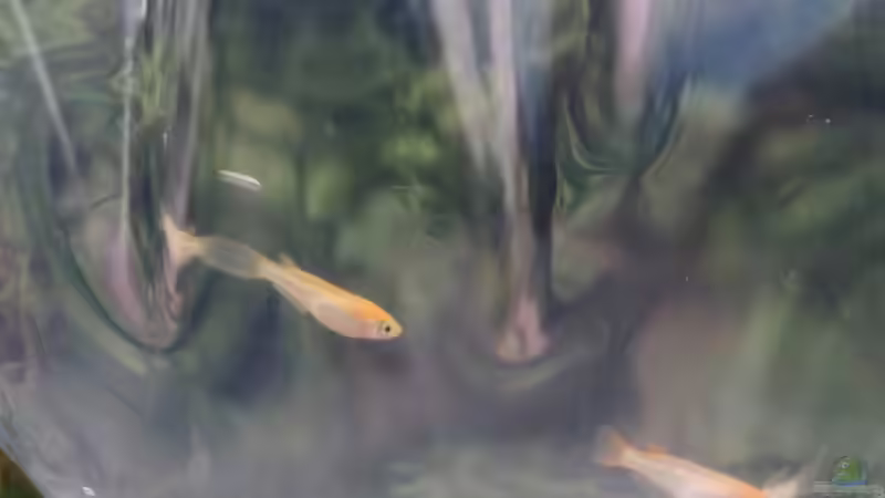 Medaka im Miniteich - Voraussetzungen für eine artgerechte Haltung