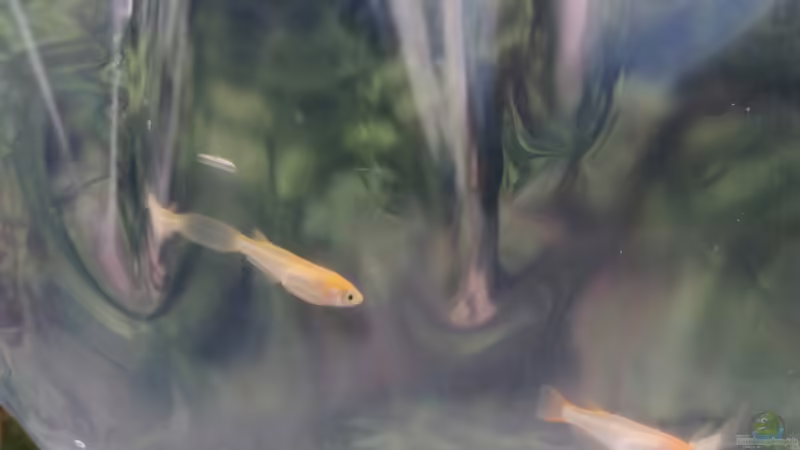 Medaka im Sommerquarier: Der richtige Zeitpunkt für den Wechsel