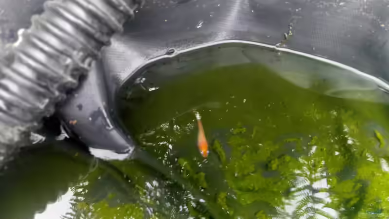 Medaka latipes Yang Guifei weibchen von David Schneider Aquaristik (15)