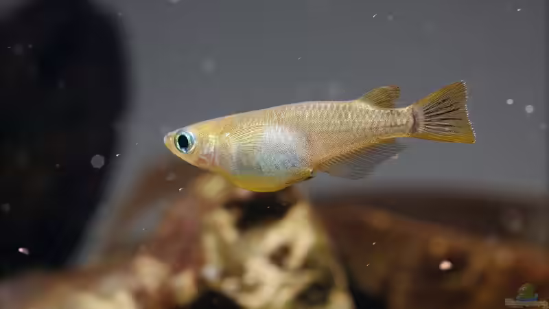 Medaka und ihre Stellung innerhalb der Reisfische