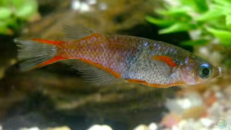 Medaka und ihre Stellung innerhalb der Reisfische