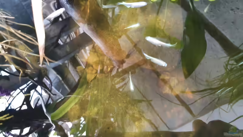 Medaka von Aqua fan (4)