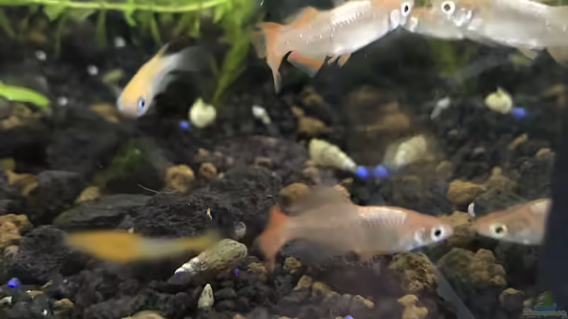 Medakas überwintern - Der große Praxisleitfaden für gesunde und starke Fische durch die kalte Jahreszeit