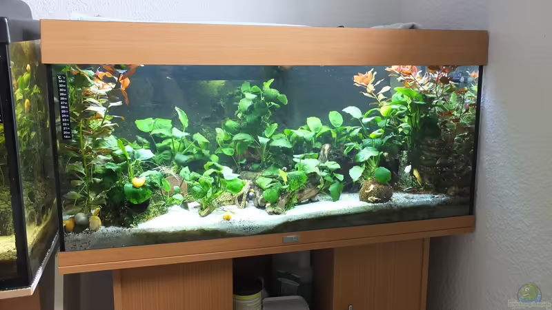 Medium Becken von Taiwanese Inai (1)