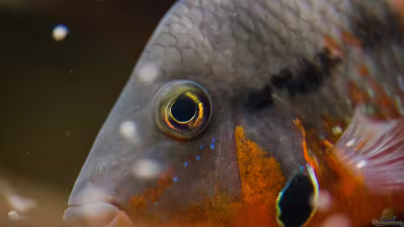 Meeki - 16.11.2013 von GoreSlayer (78)