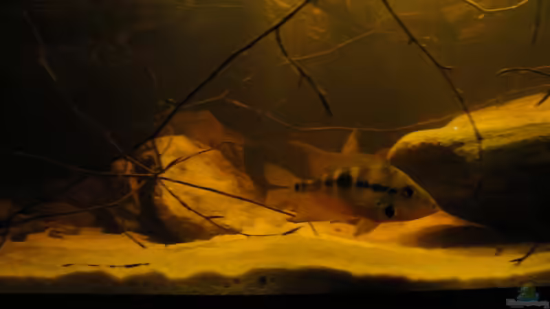 Meeki am 25.8.14 von Laura (68)