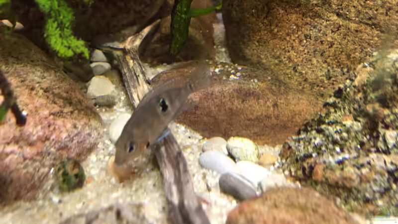 Meeki etwa 2,5 cm von Lutten81 (48)