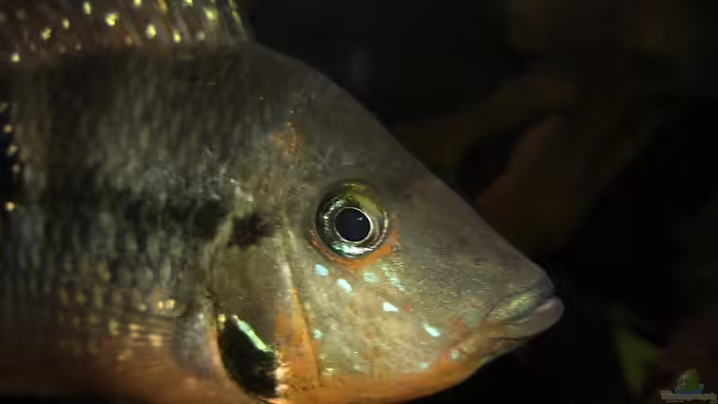 Meeki-Mann von Oistel (33)