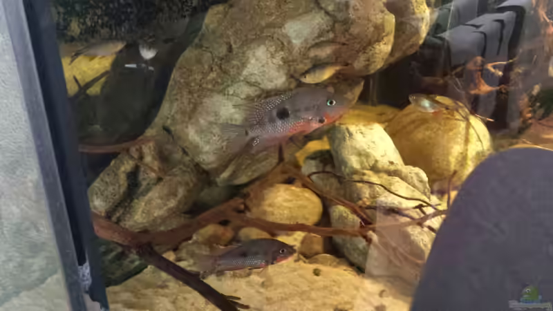 Meeki Paar am 26.4.15 von Laura (56)