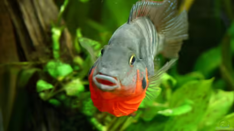 Meeki verteidigt sein Revier von Minzi (44)