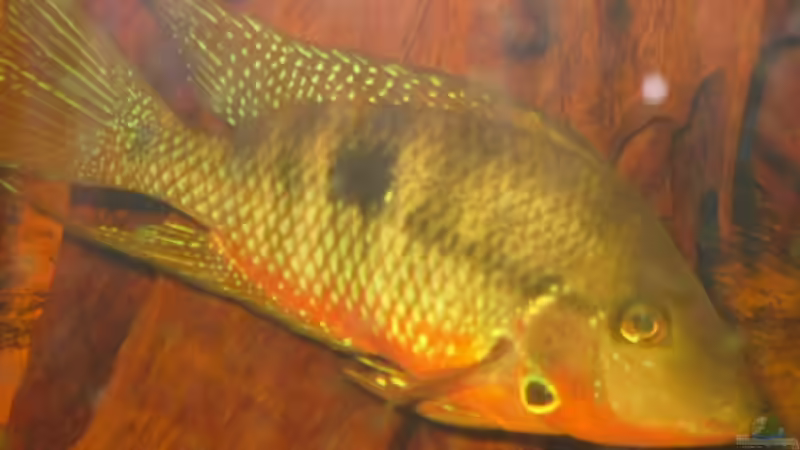 Meekie Männchen von holzmichel (21)