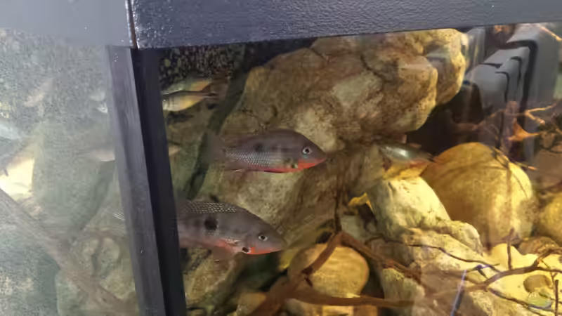 Meekis 26.4.15 von Laura (57)